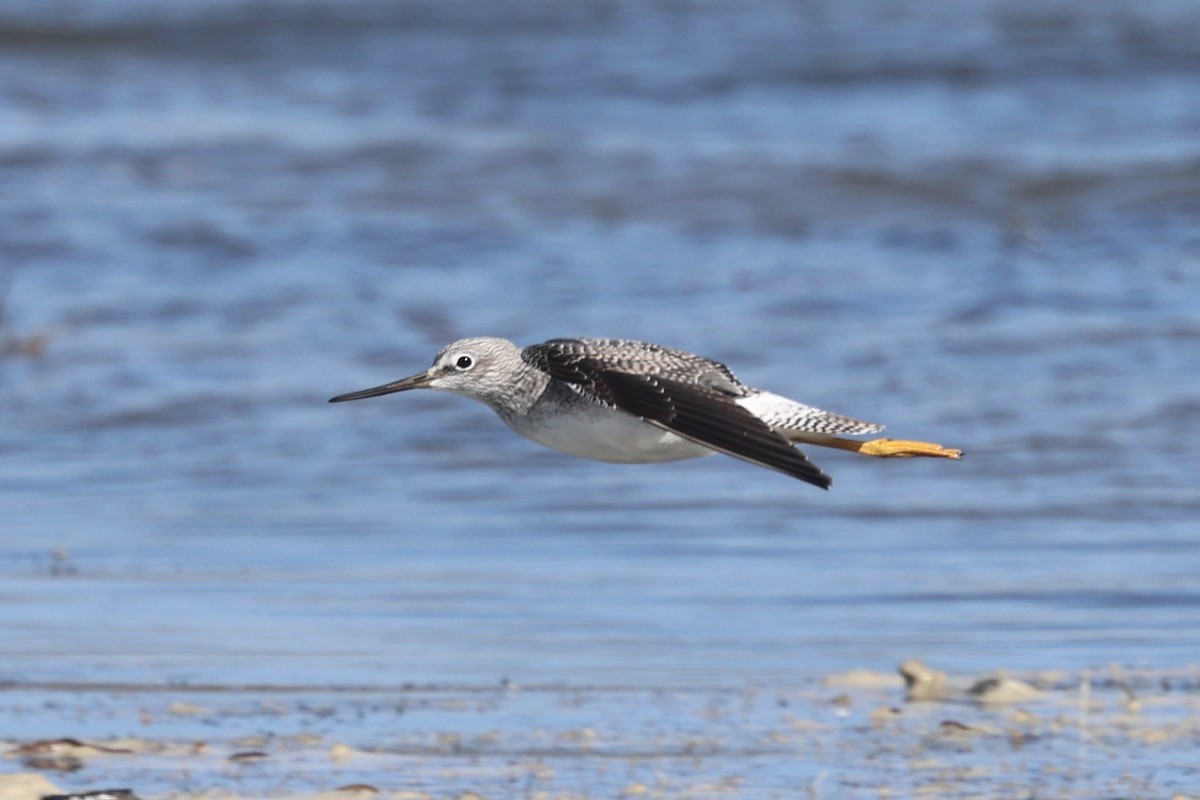 Büyük Sarıbacak - ML644809499