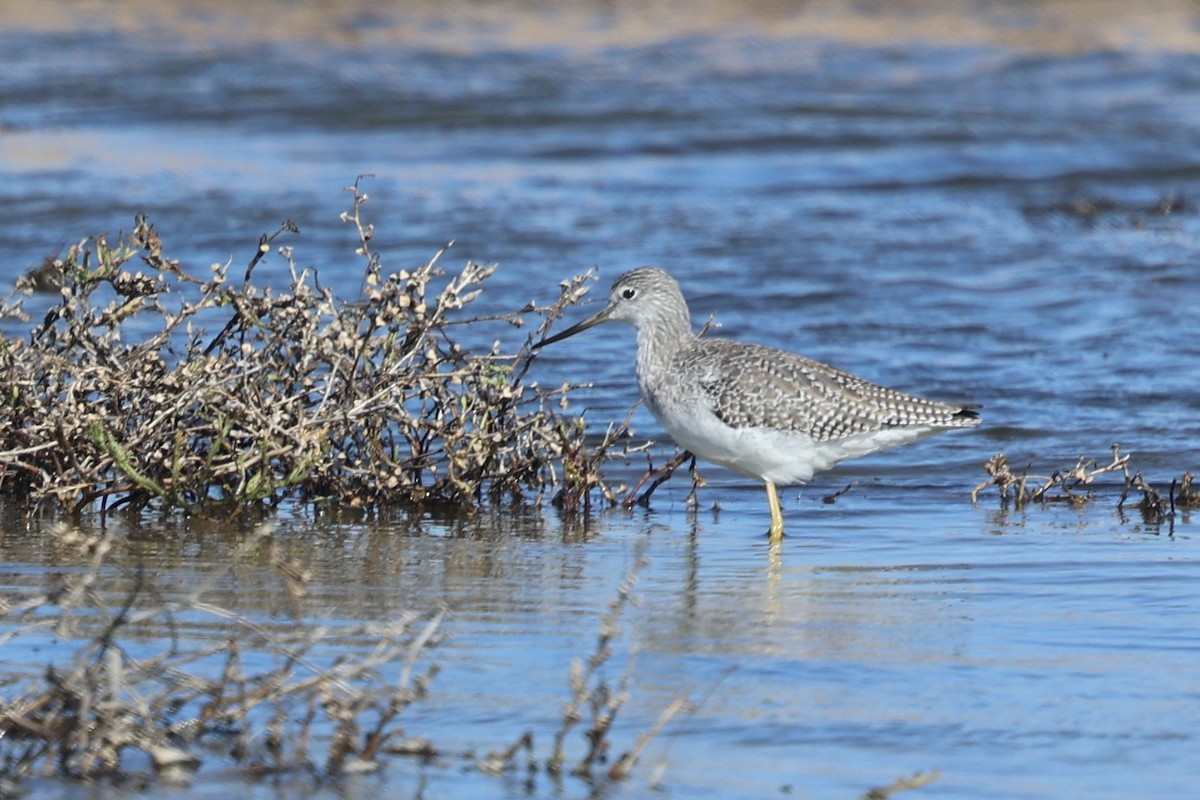 Büyük Sarıbacak - ML644809500