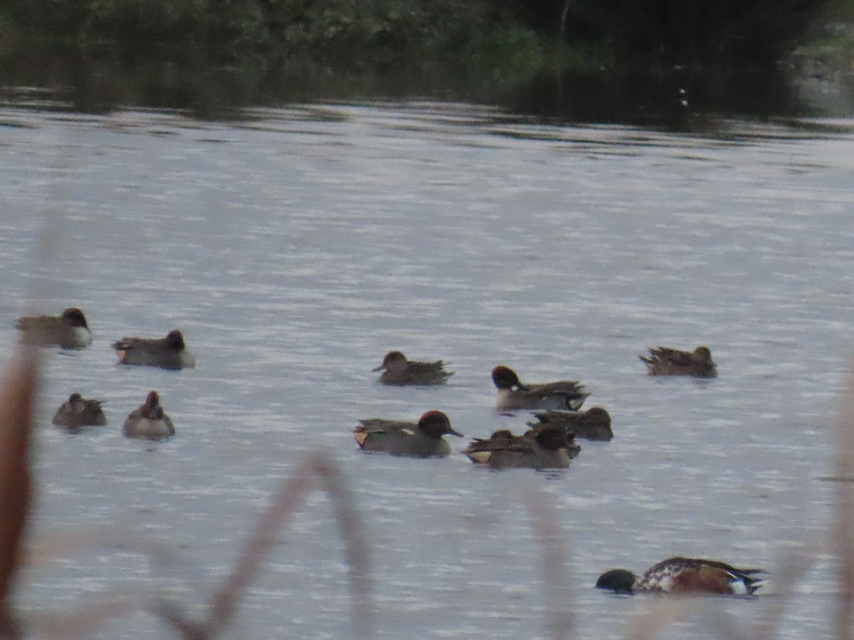 Çamurcun (crecca) - ML644809502