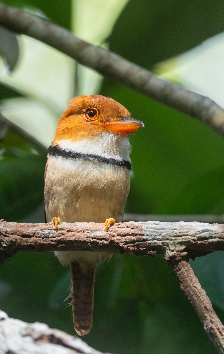 Boyunlu Pufkuşu - ML644809503