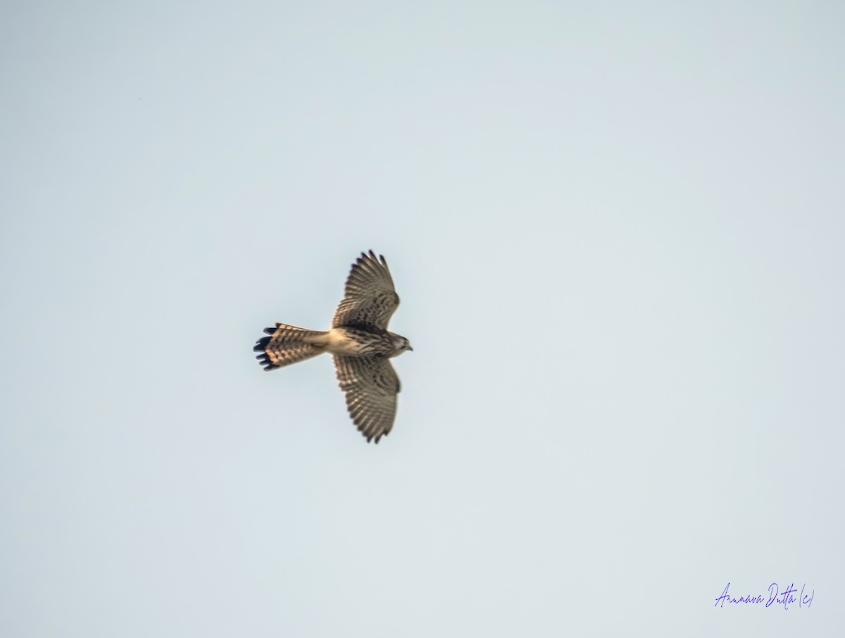 Kerkenez - ML644809505