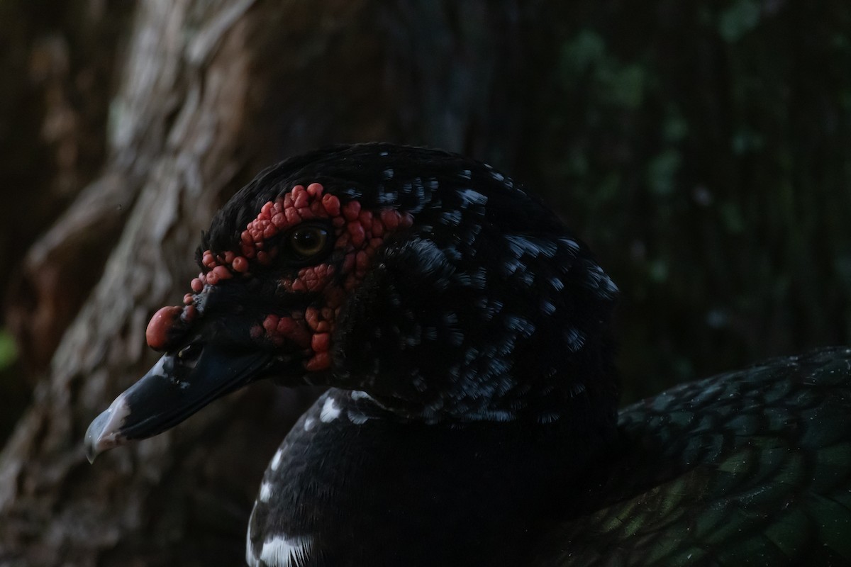 Moskof Ördeği (evcil tip) - ML644809506