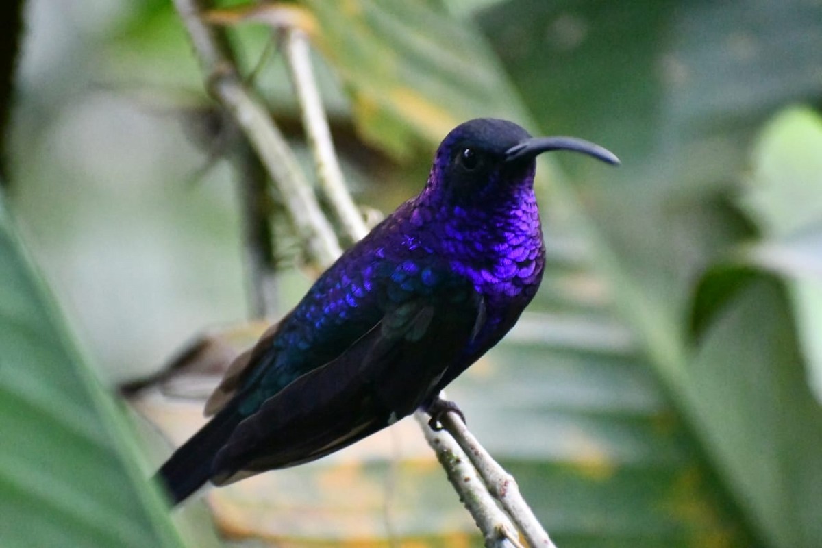 Mor Kılıçkanat - ML644809507