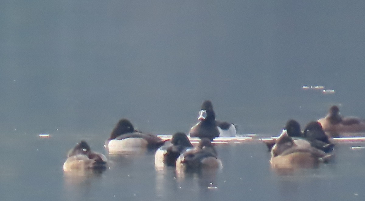 Halkalı Patka - ML644809508