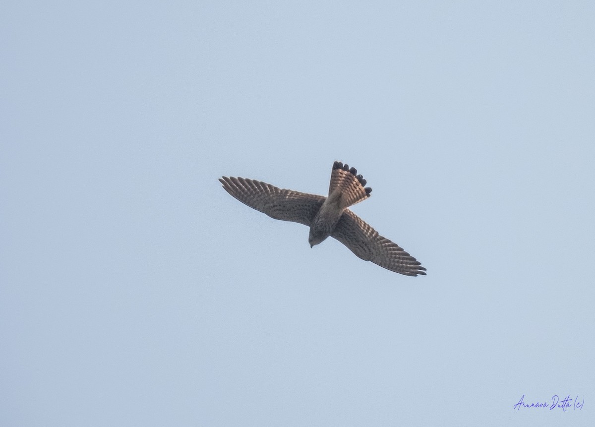 Kerkenez - ML644809509