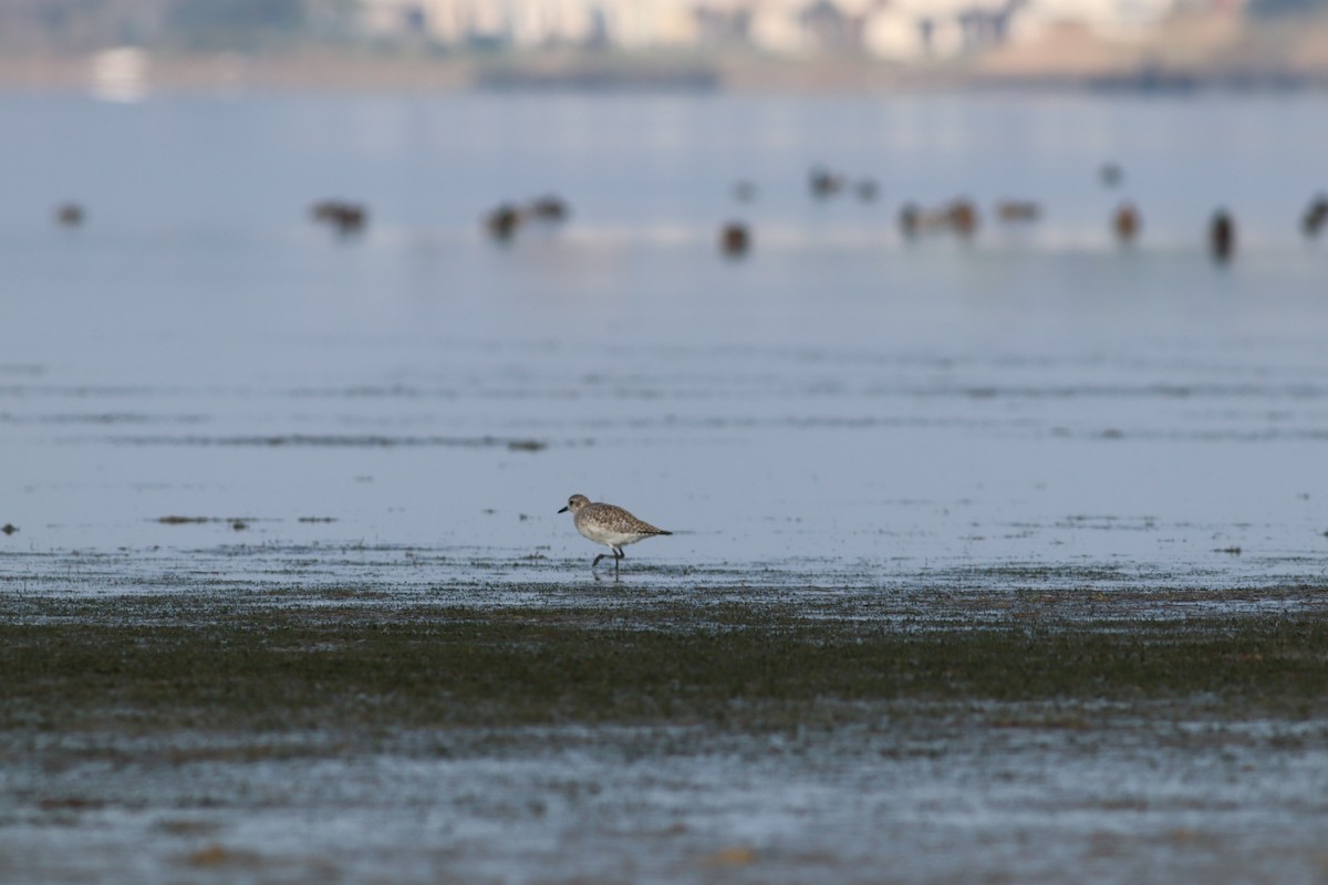 Gümüş Yağmurcun - ML644809510