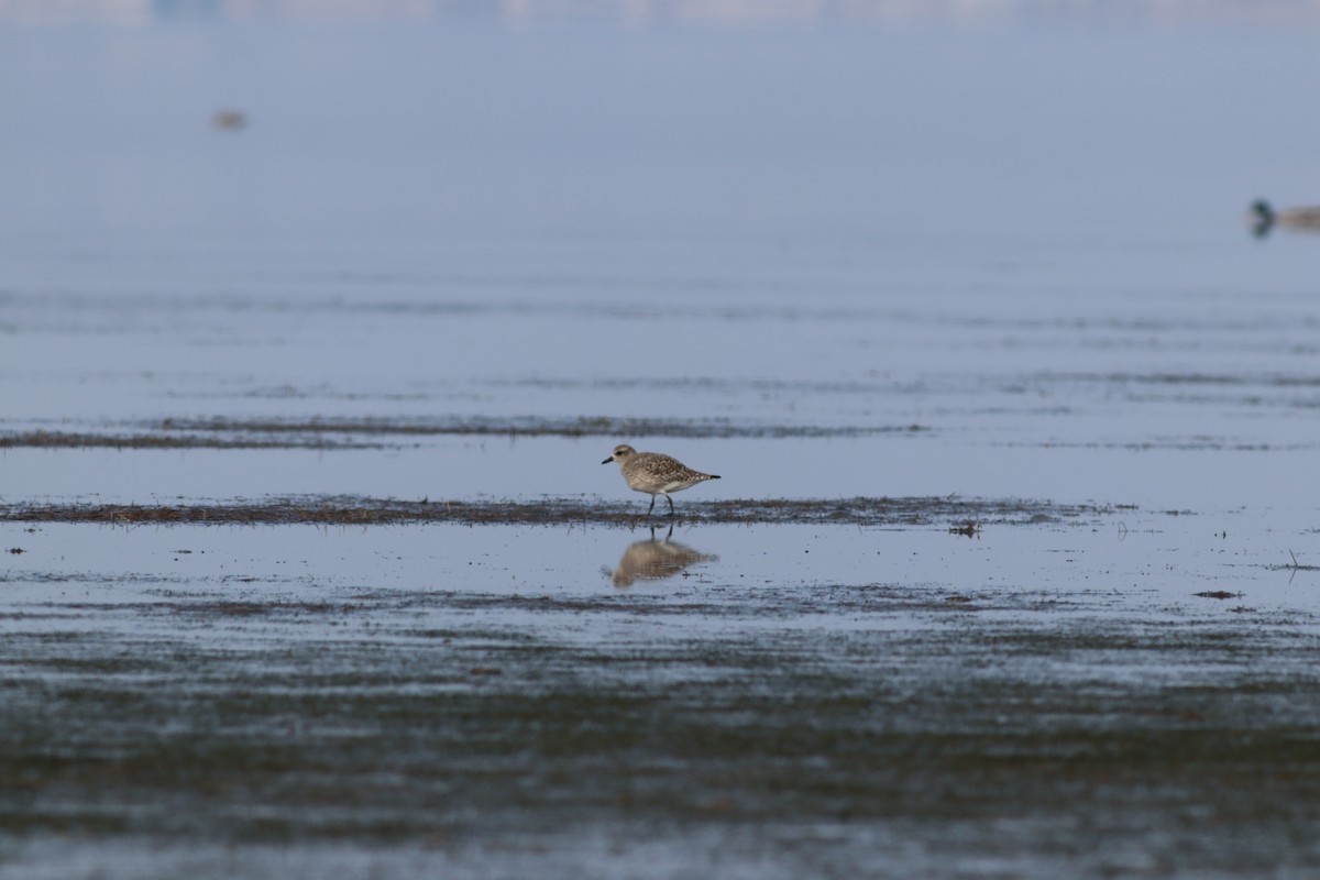 Gümüş Yağmurcun - ML644809511