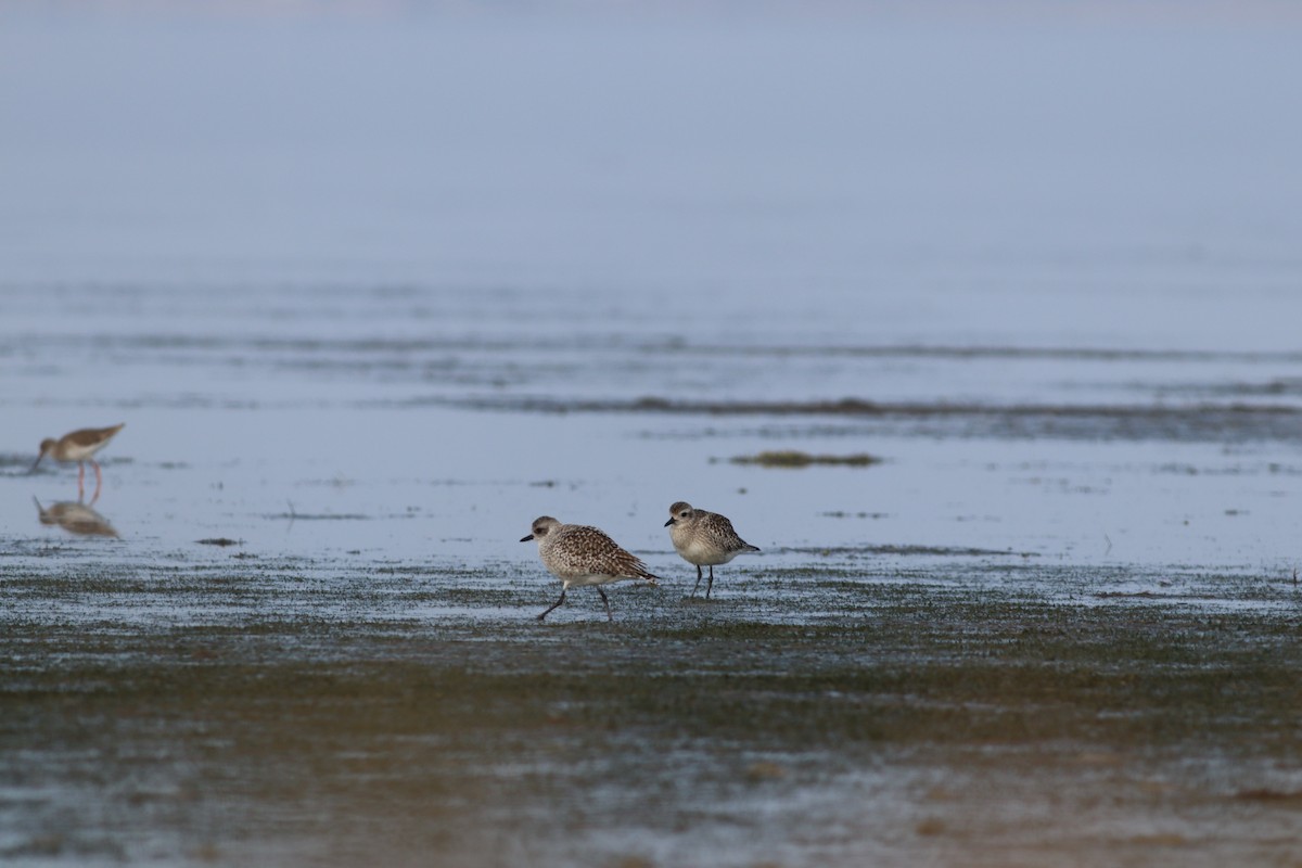 Gümüş Yağmurcun - ML644809512
