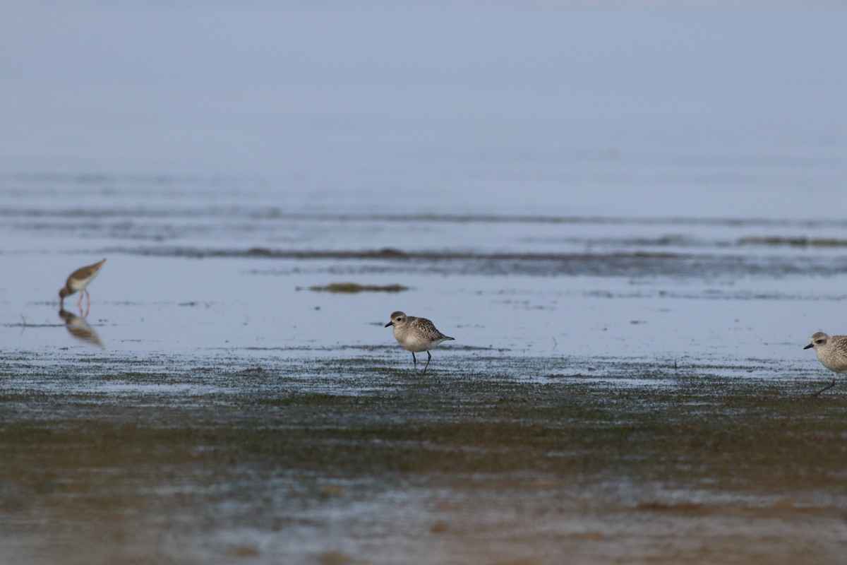 Gümüş Yağmurcun - ML644809513