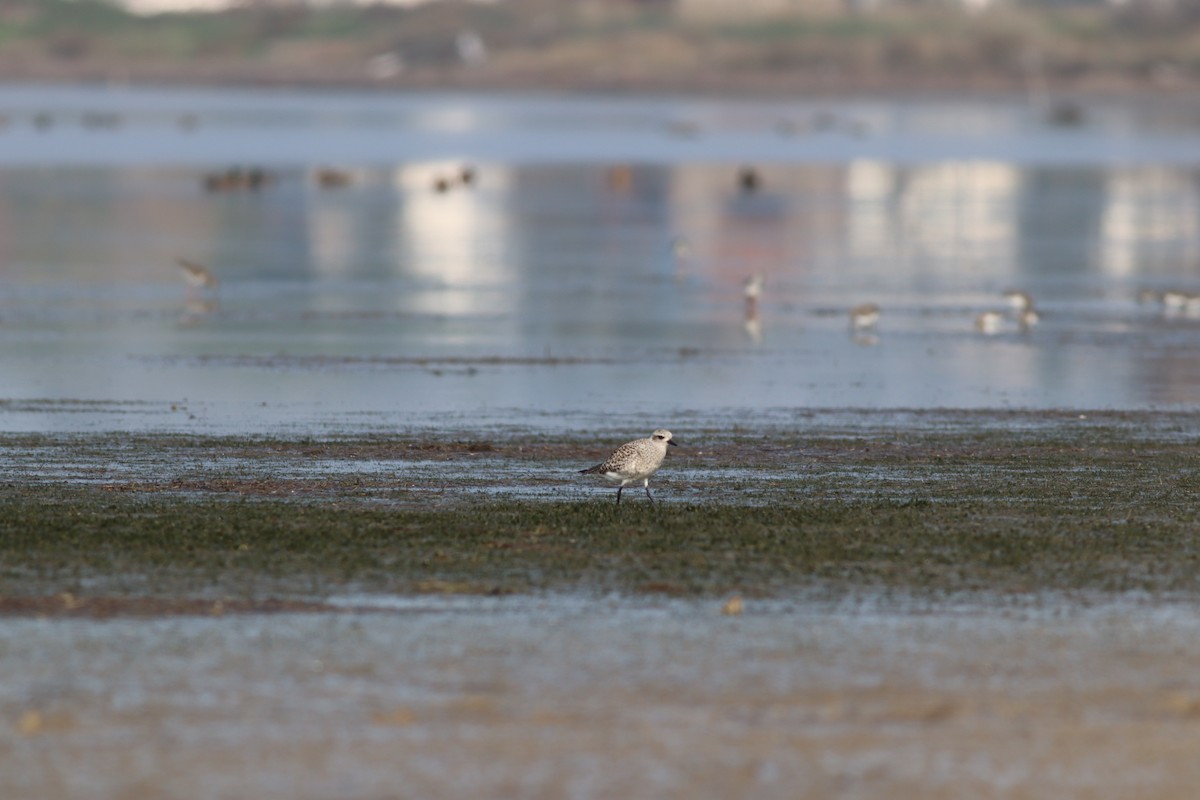 Gümüş Yağmurcun - ML644809514