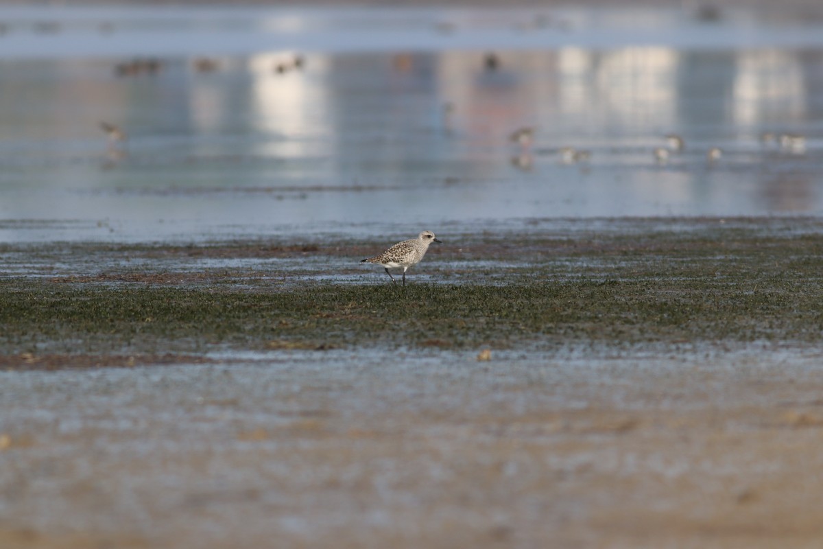 Gümüş Yağmurcun - ML644809515