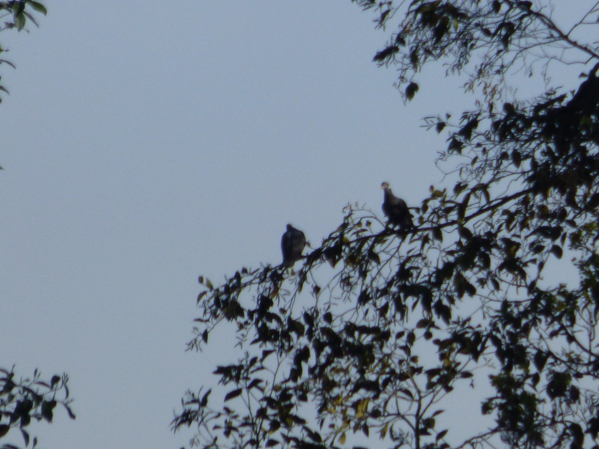 Bant Kuyruklu Güvercin - ML644809537