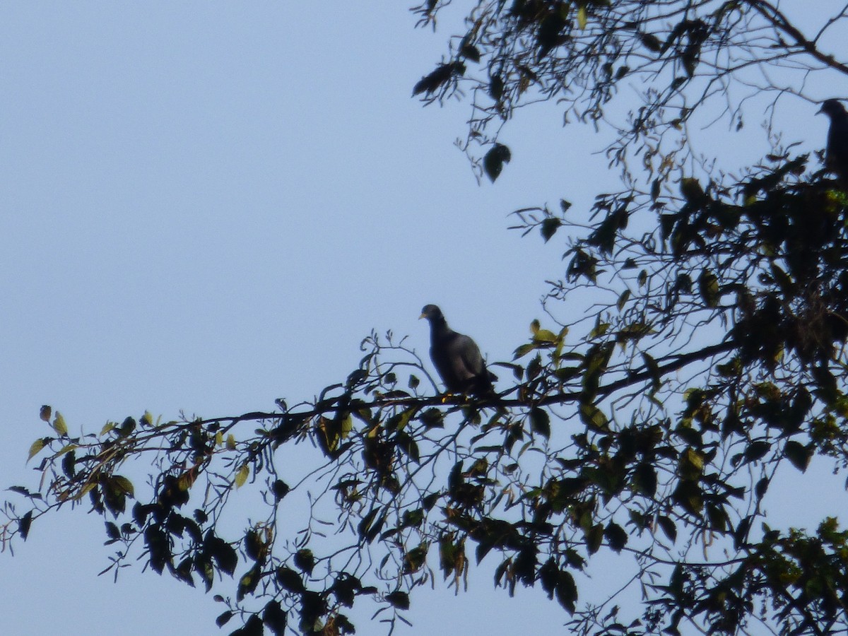 Bant Kuyruklu Güvercin - ML644809538