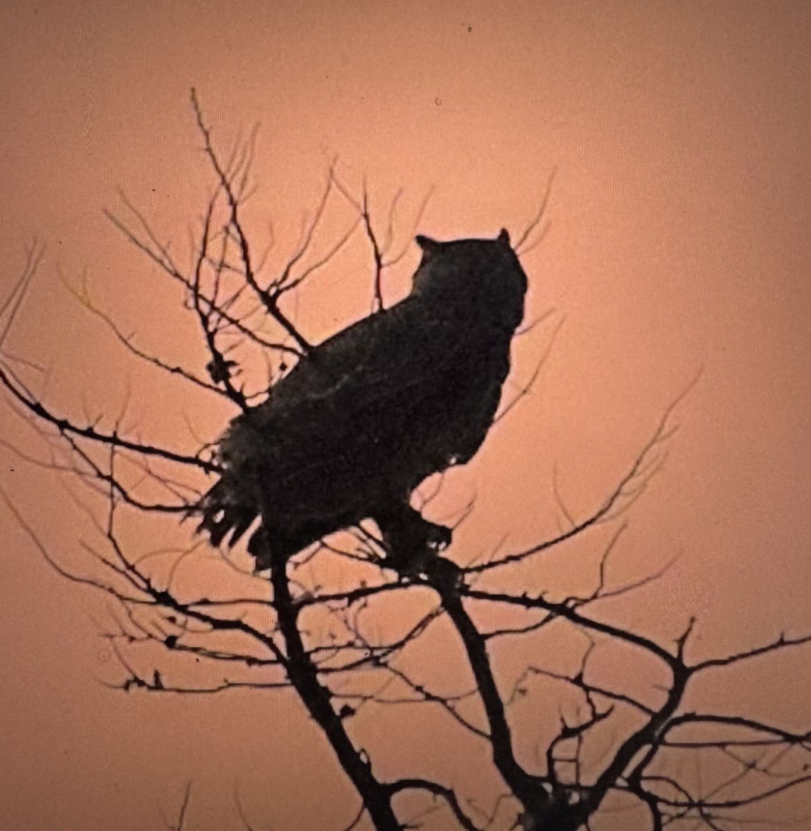 Amerika Puhusu - ML644809539