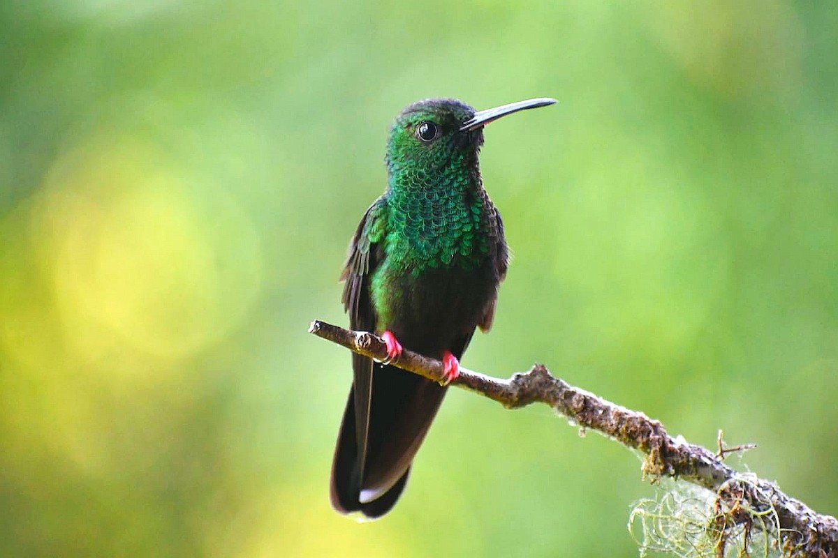 Bronz Kuyruklu Tüylü Kolibri - ML644809540