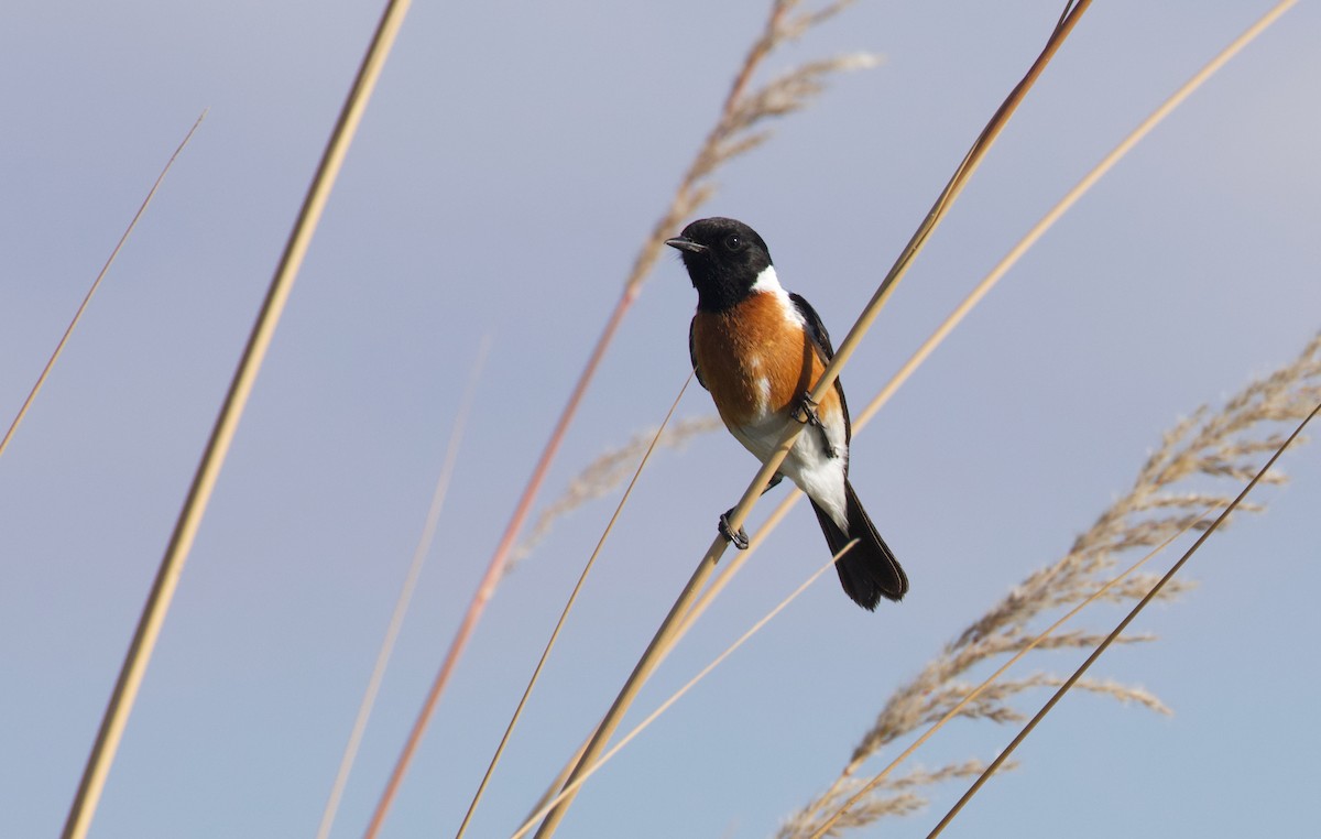 Afrika Taşkuşu [torquatus grubu] - ML644809541