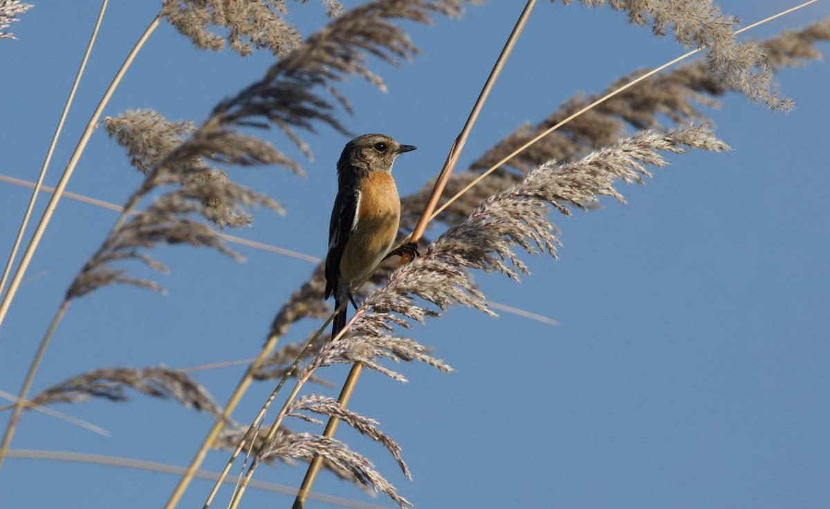 Afrika Taşkuşu [torquatus grubu] - ML644809542