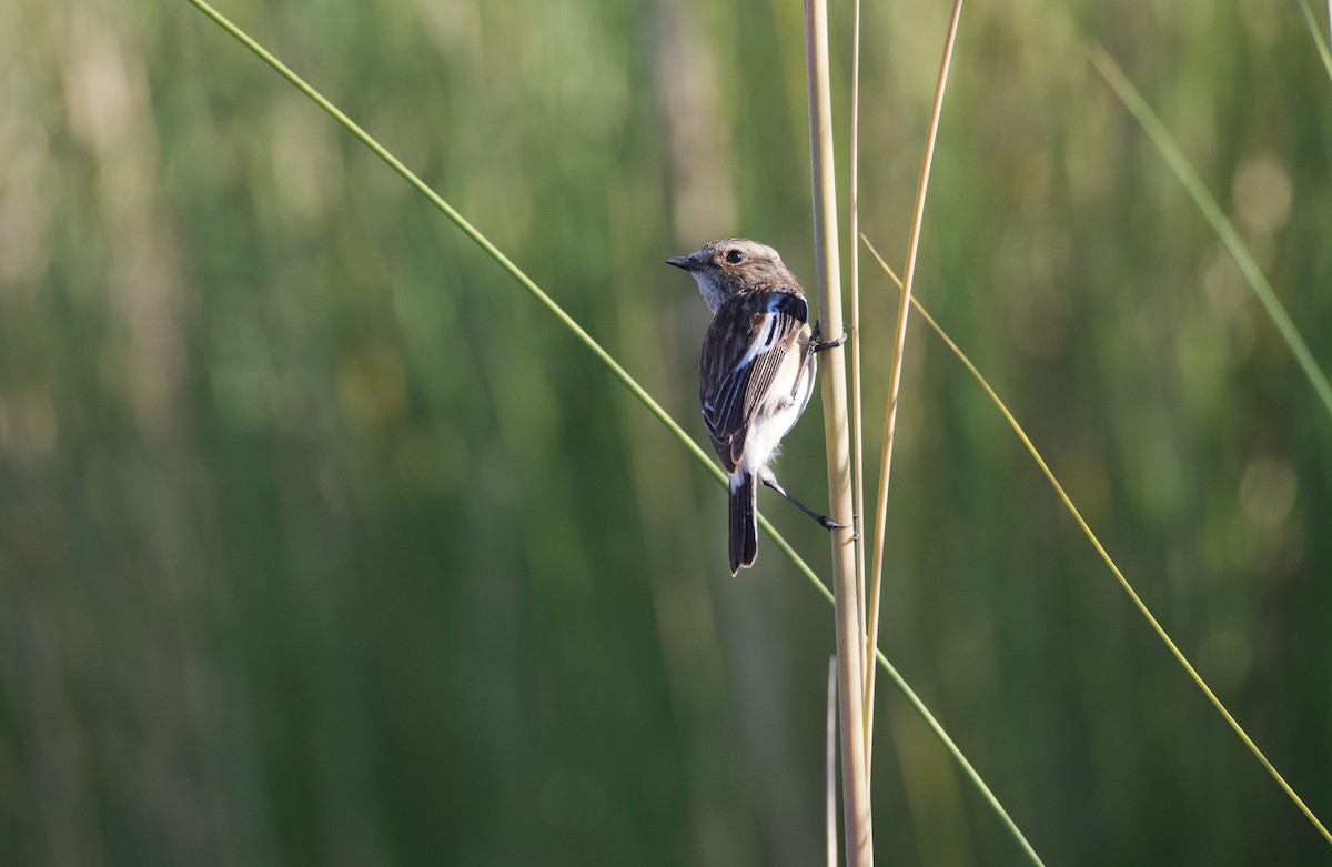 Afrika Taşkuşu [torquatus grubu] - ML644809543