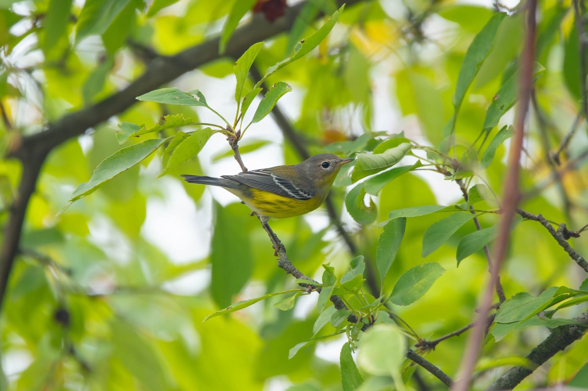 Manolya Ötleğeni - ML644809544