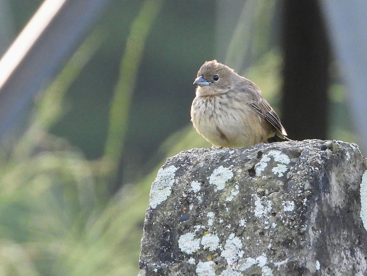 Lacivert Tangara - ML644809545