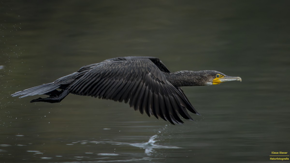 Karabatak - ML644809546