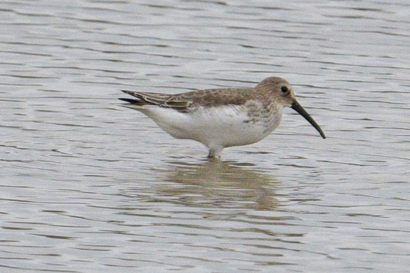 Dunlin - ML644809554