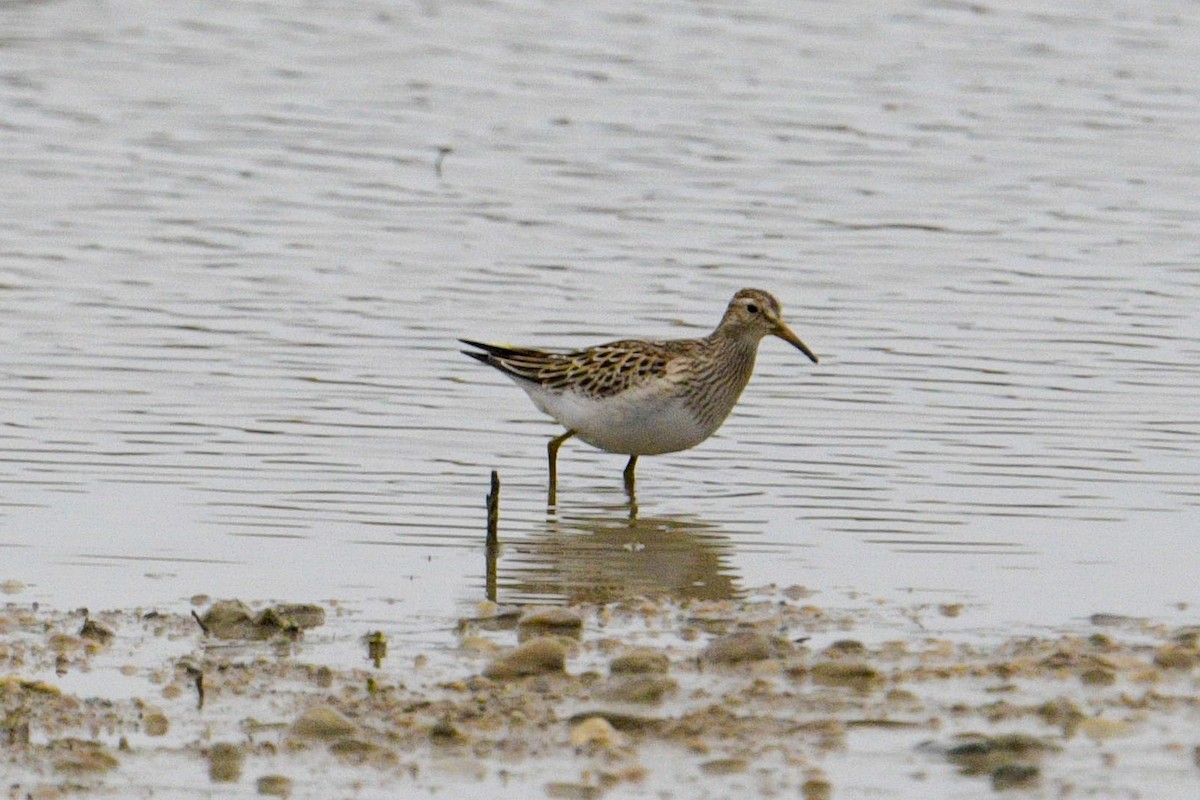 Pectoral Sandpiper - ML644809557