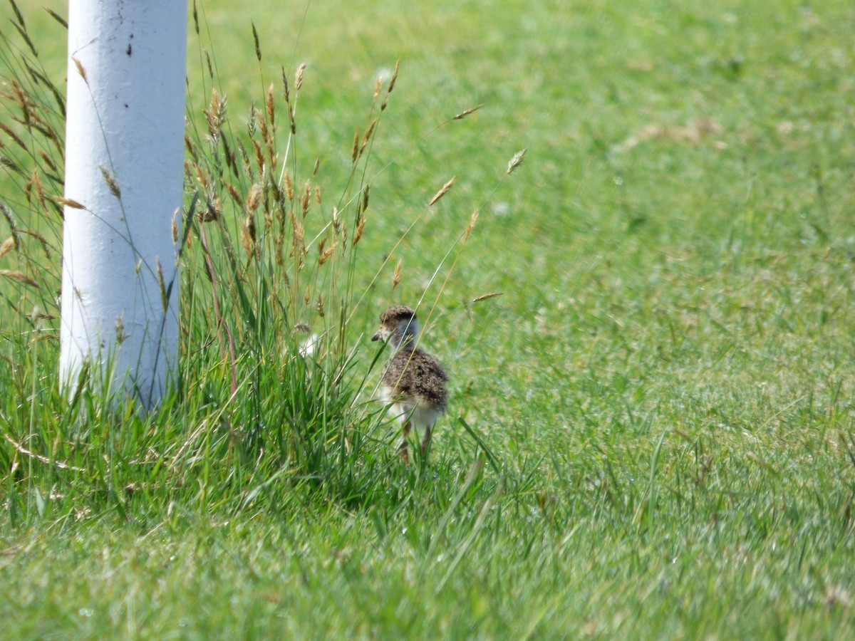 Southern Lapwing - ML644809571