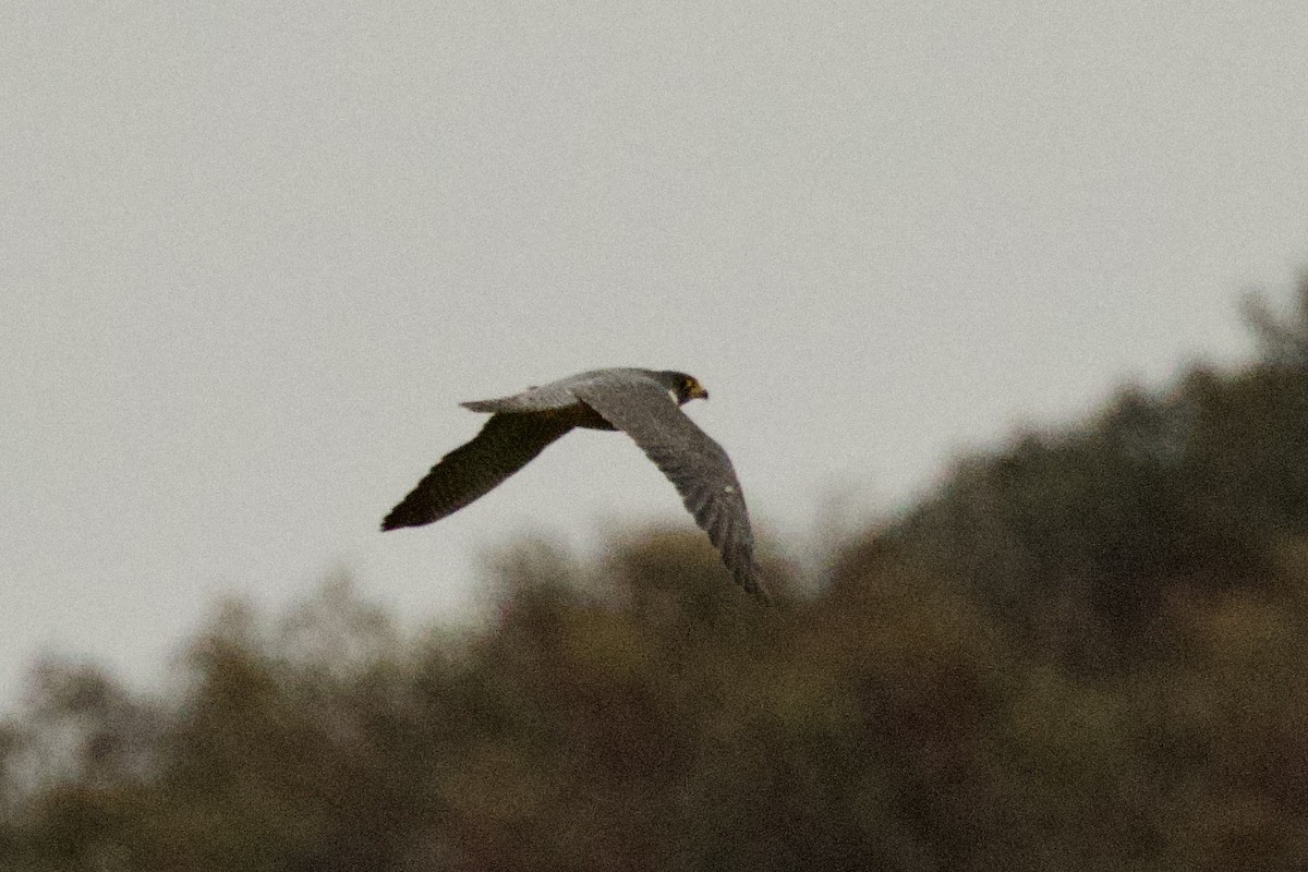 Peregrine Falcon - ML644809572