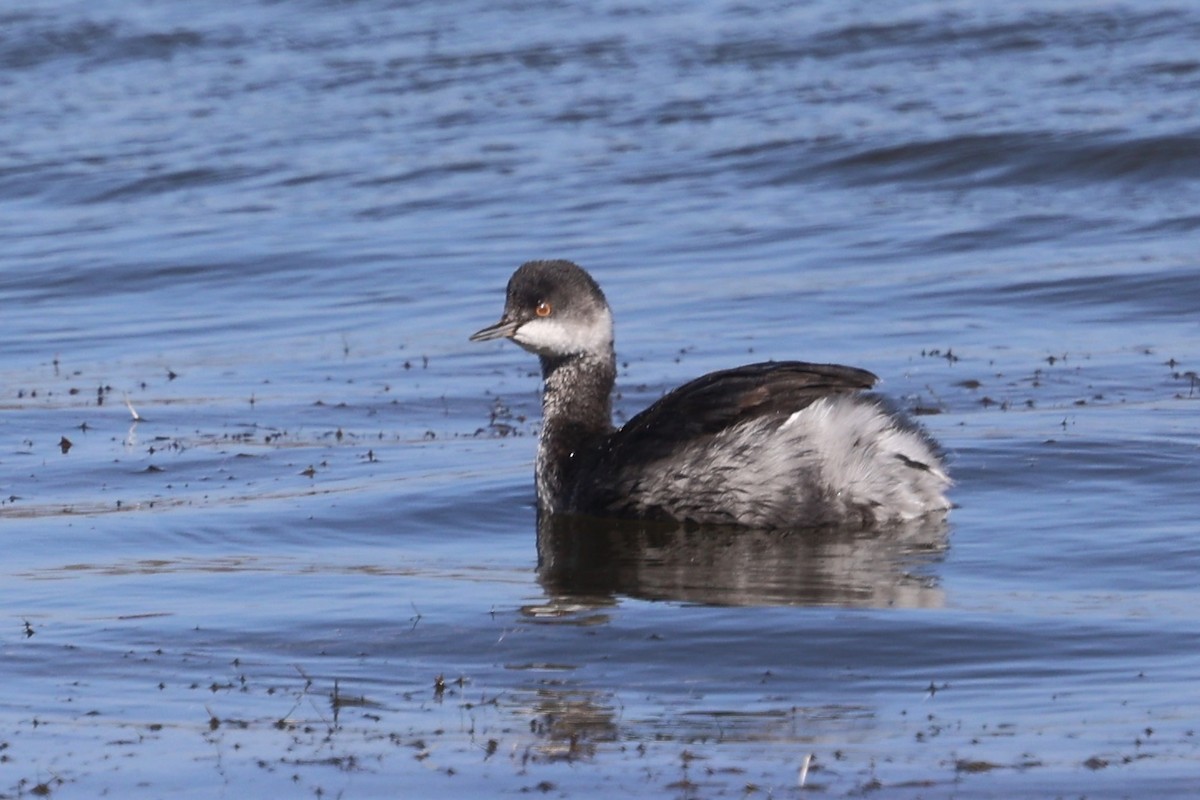 potápka černokrká - ML644809577