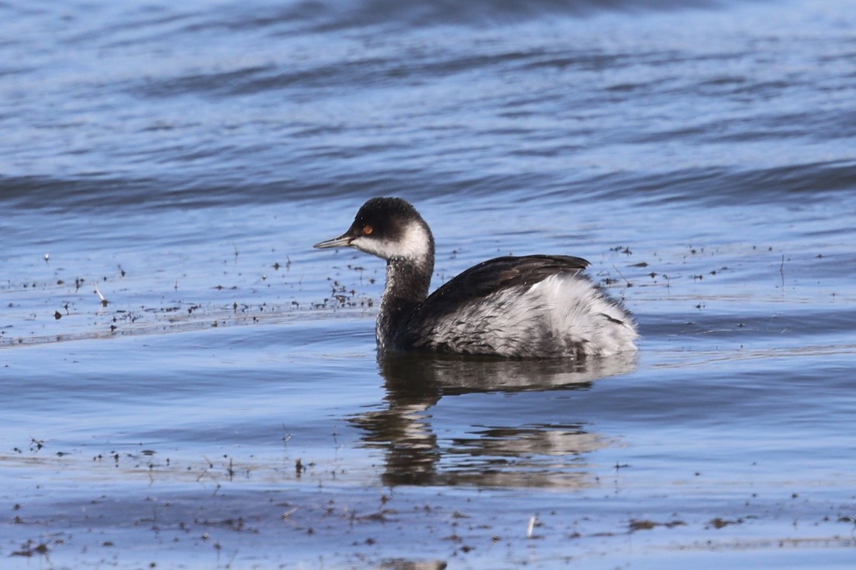 potápka černokrká - ML644809578