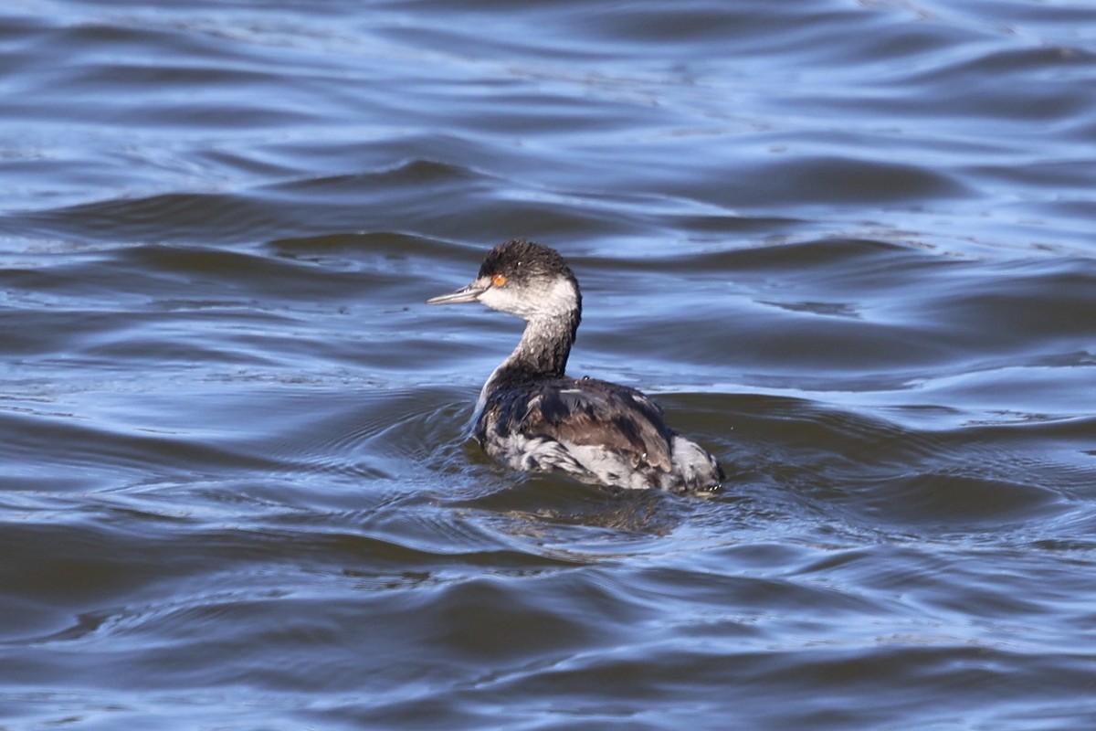 potápka černokrká - ML644809579