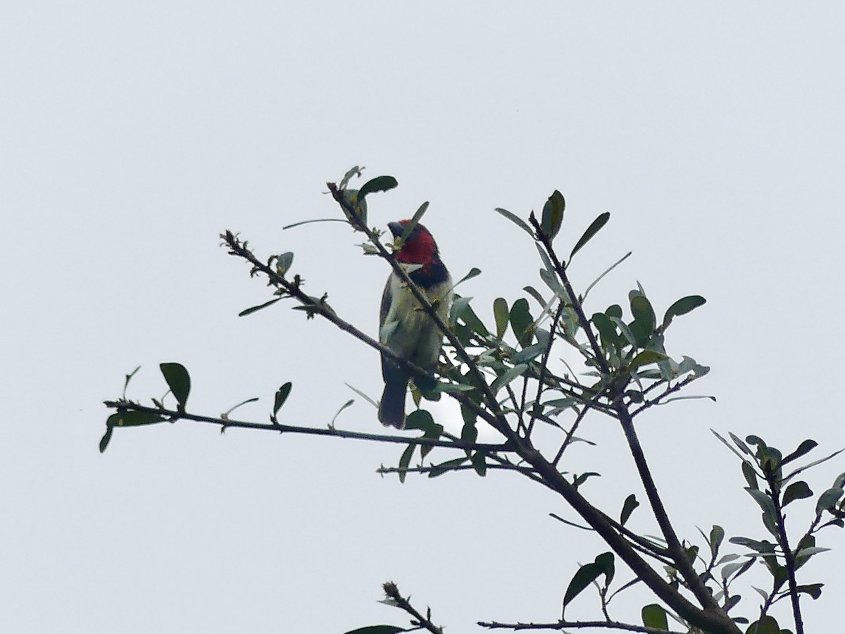 Black-collared Barbet - ML644809580