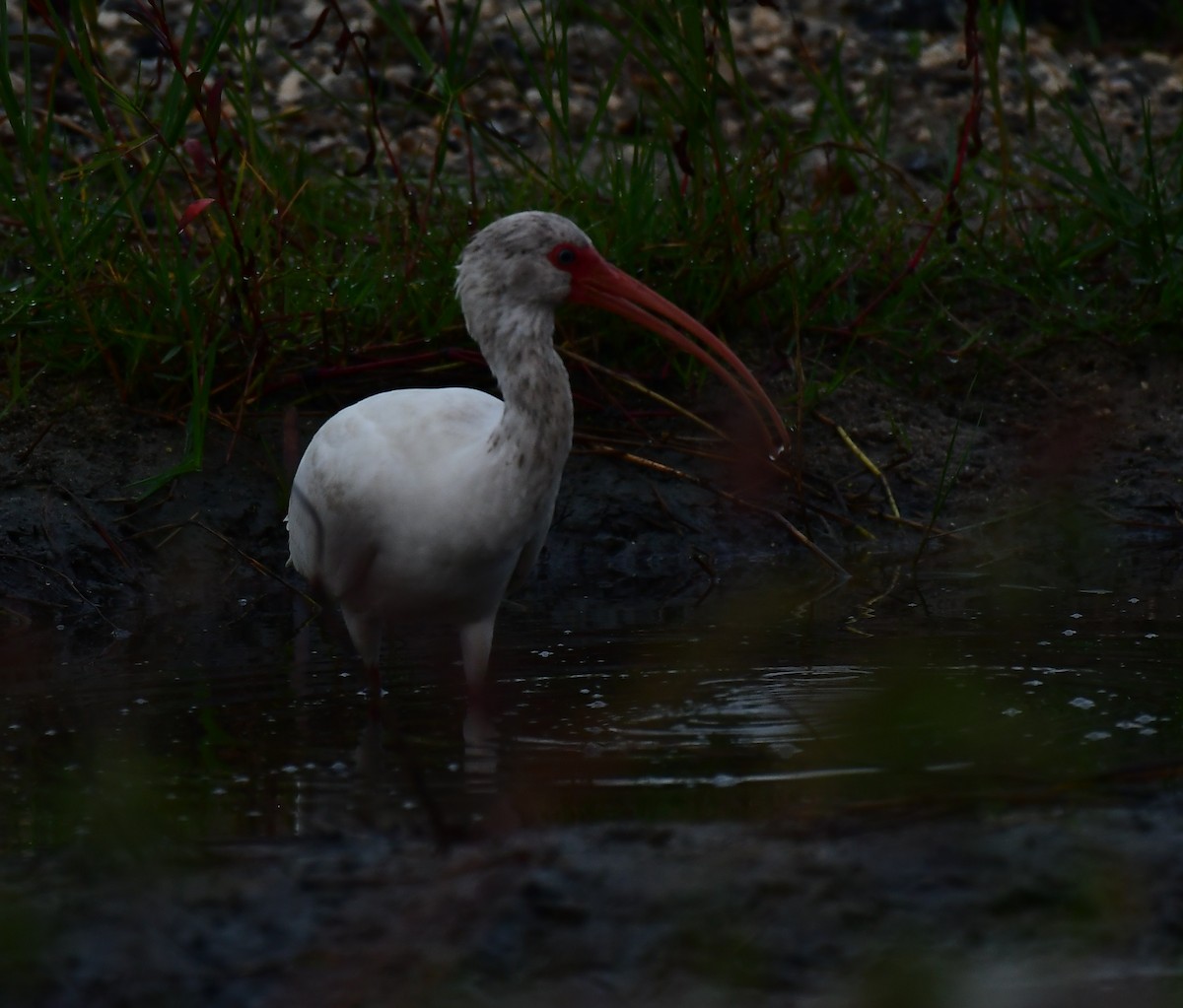 ibis bílý - ML644809586