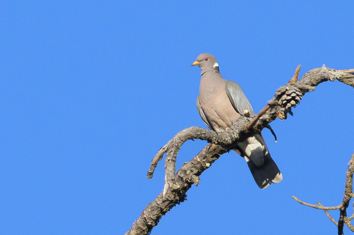 Band-tailed Pigeon - ML644809591