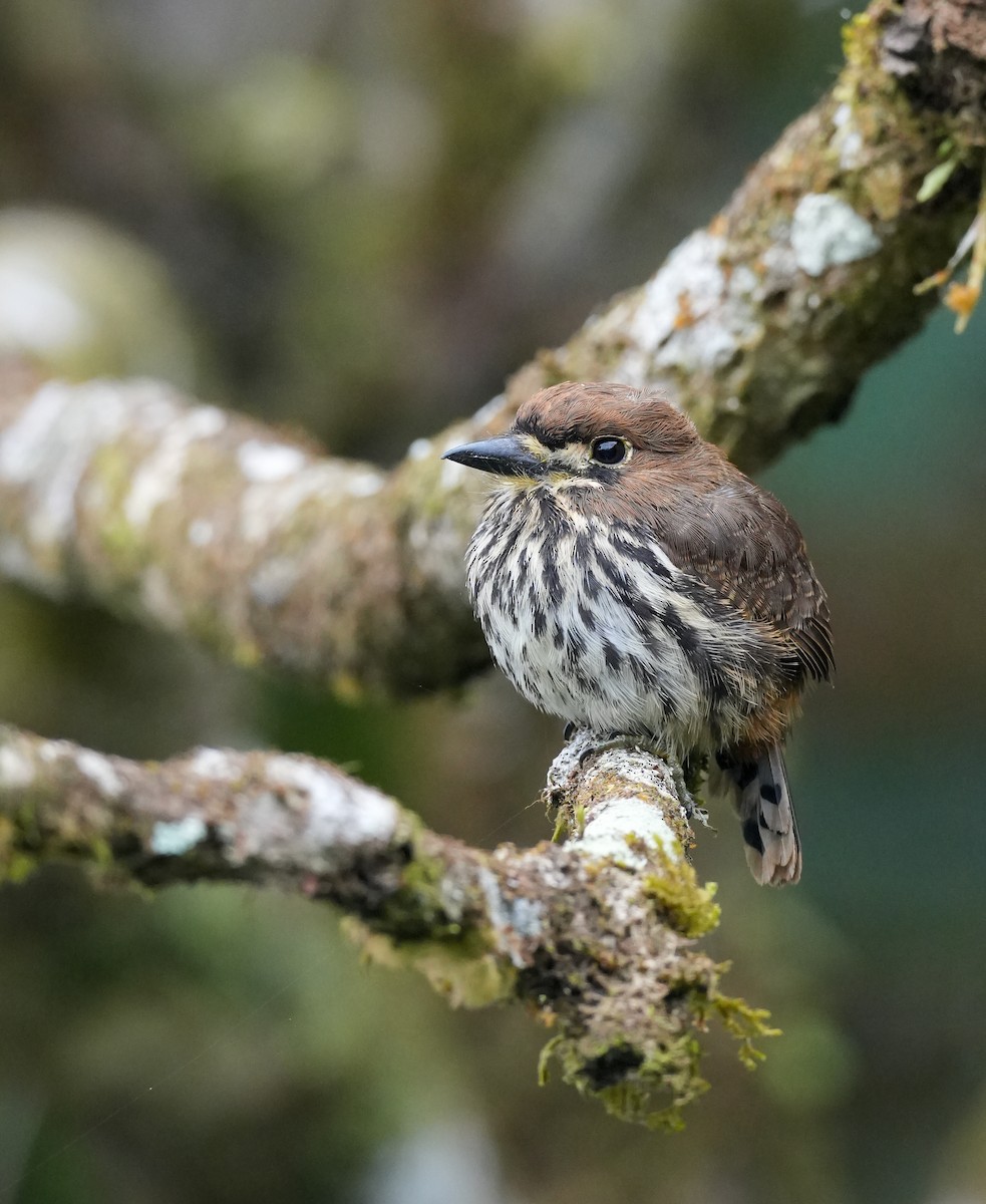 Lanceolated Monklet - ML644809600