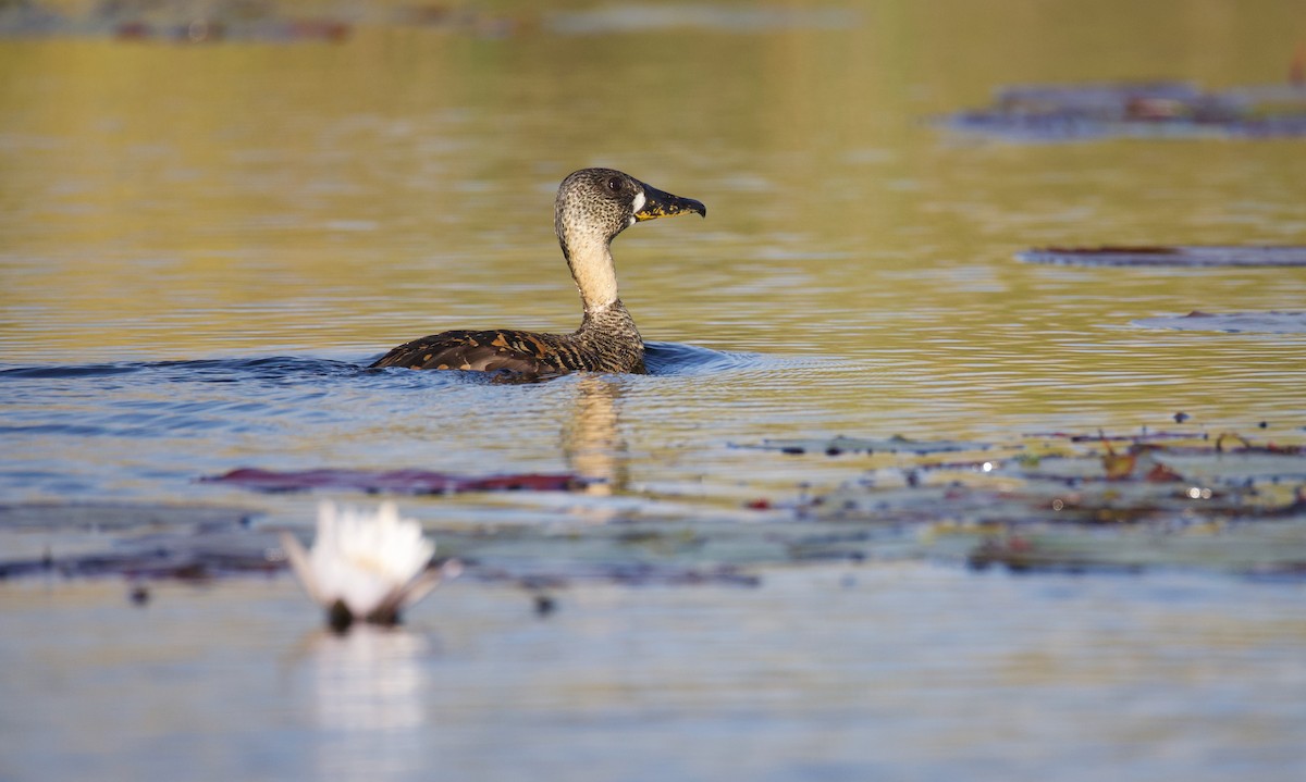 White-backed Duck - ML644809606