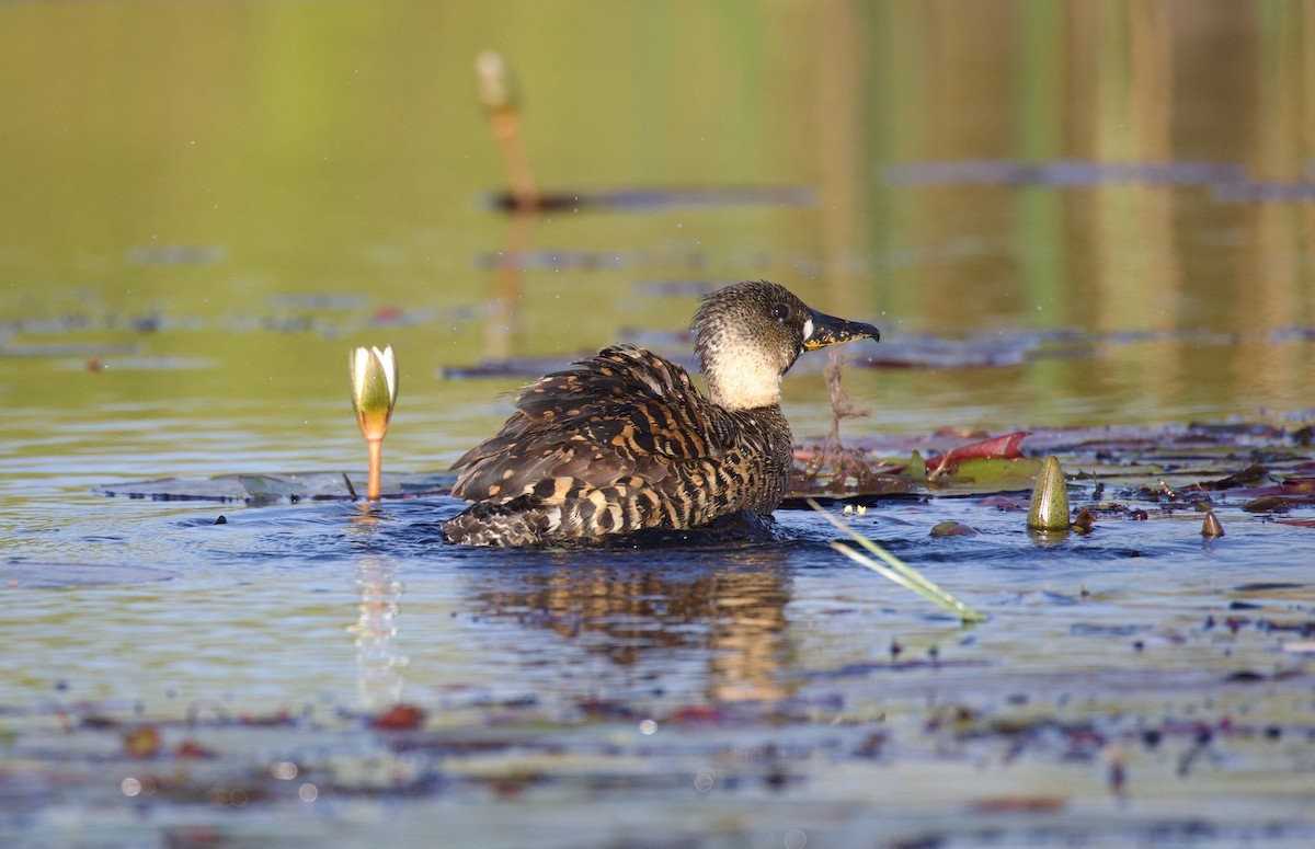 White-backed Duck - ML644809607