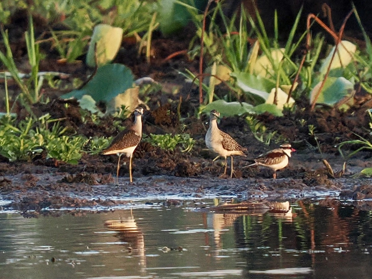 vodouš bahenní - ML644809608