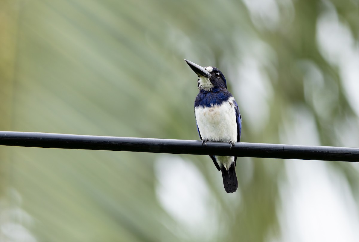 Blue-and-white Kingfisher - ML644809610