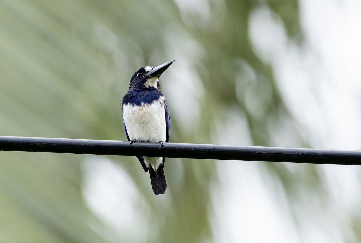 Blue-and-white Kingfisher - ML644809611