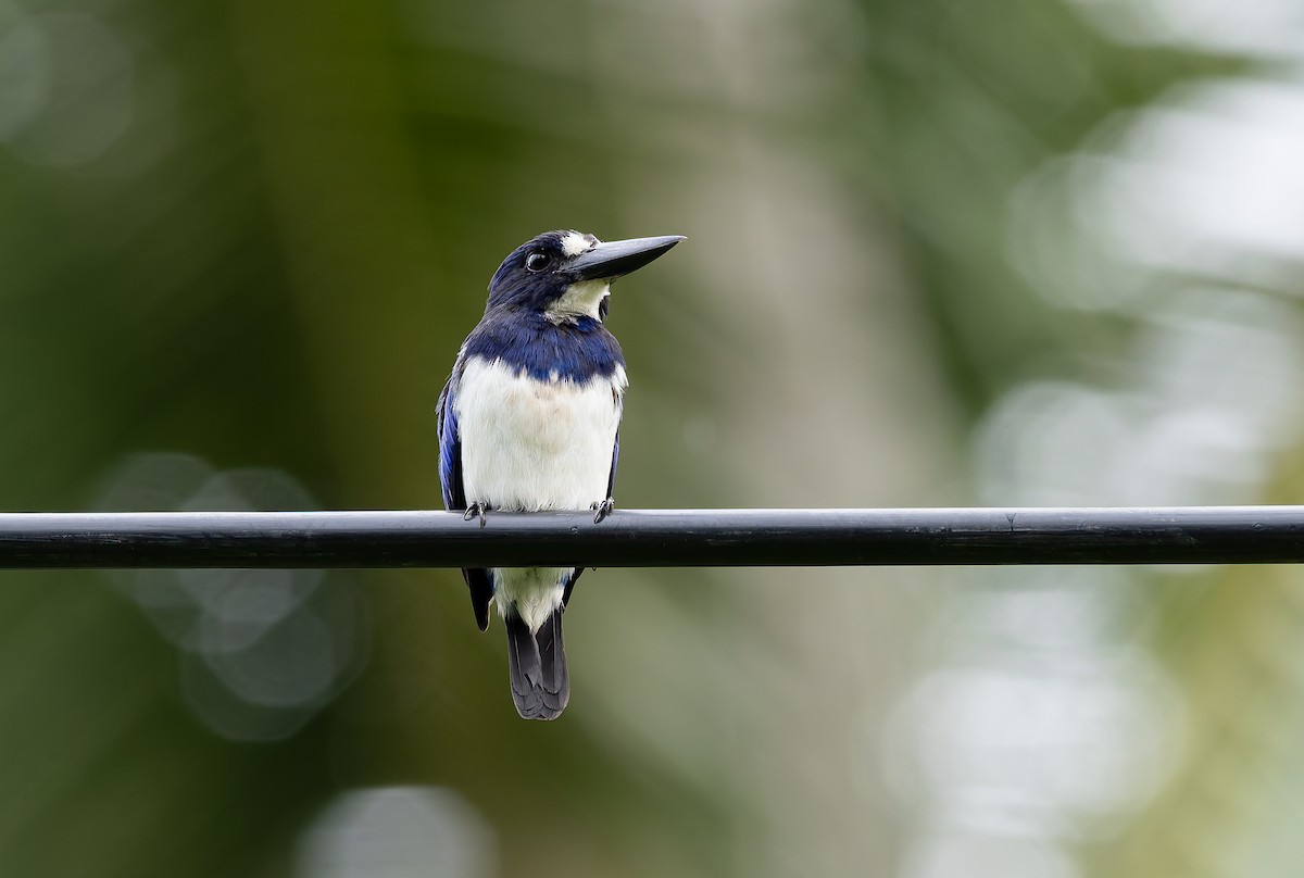 Blue-and-white Kingfisher - ML644809612