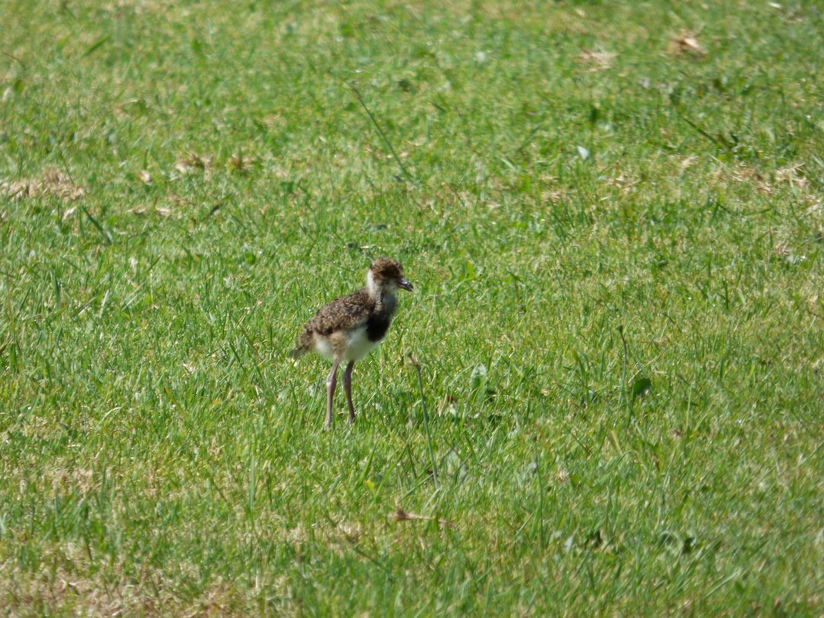 Southern Lapwing - ML644809614