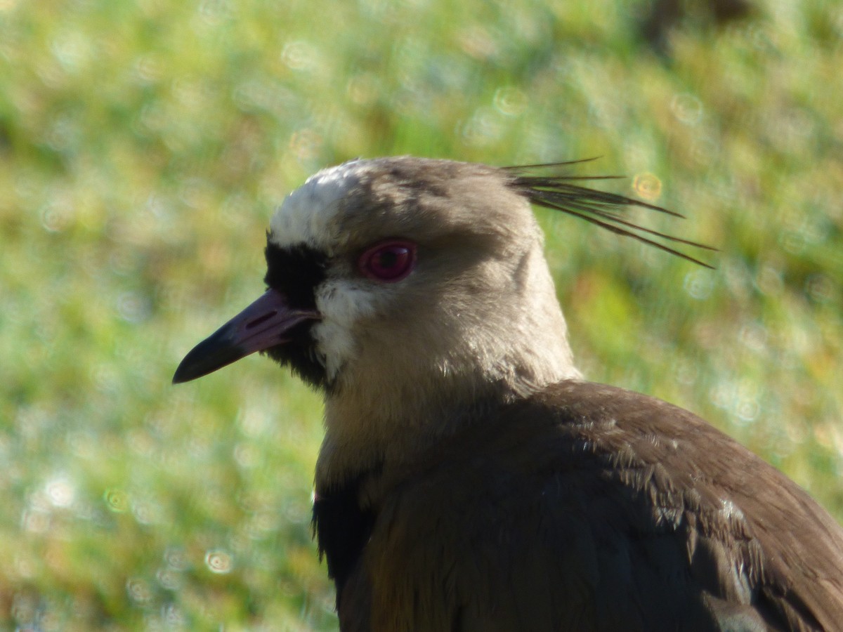 Southern Lapwing - ML644809637