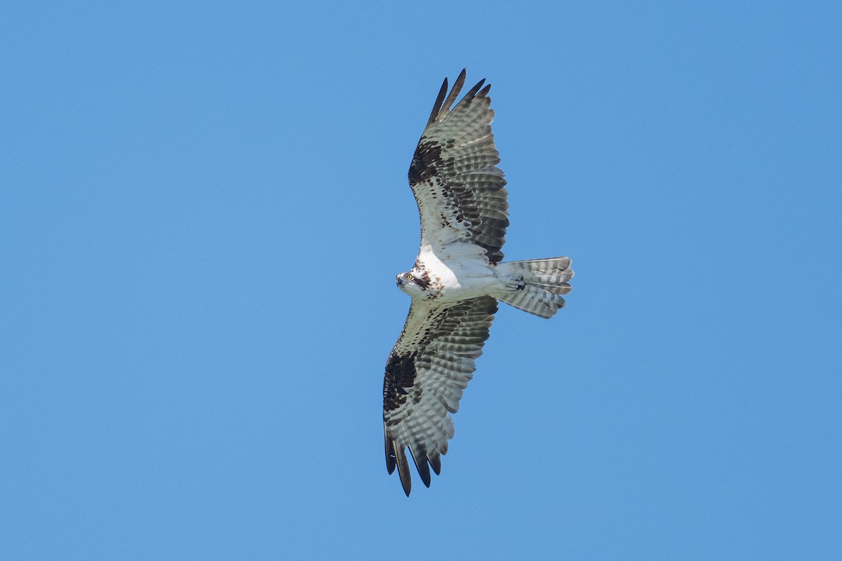 Osprey - ML644809648