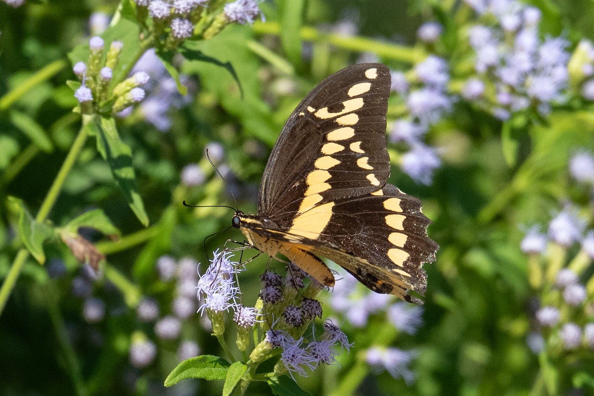 Western Giant Swallowtail - ML644809652