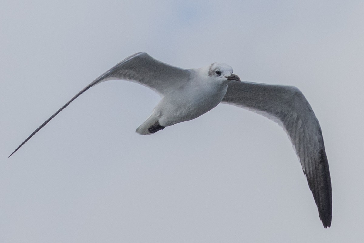 Ацтекская чайка - ML644809653