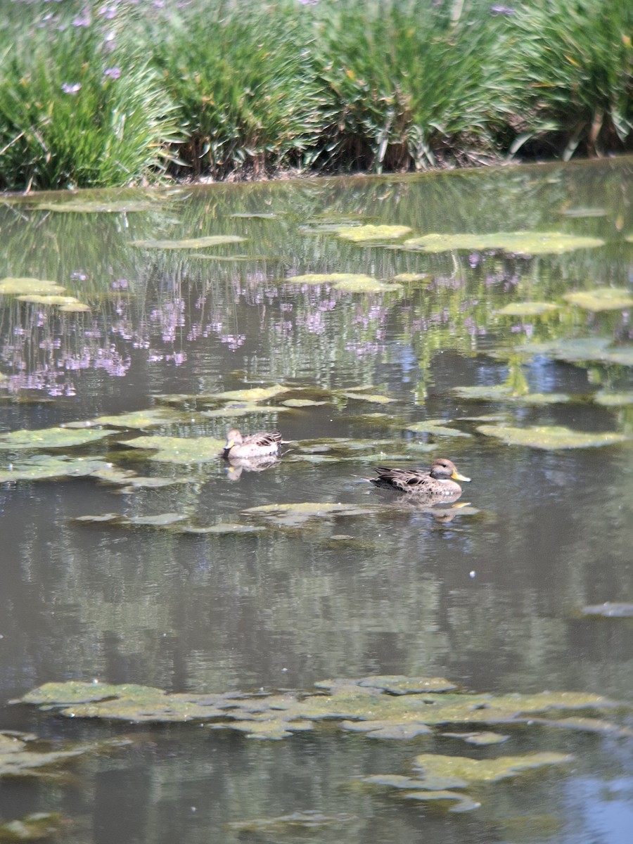 Шилохвіст жовтодзьобий - ML644809678