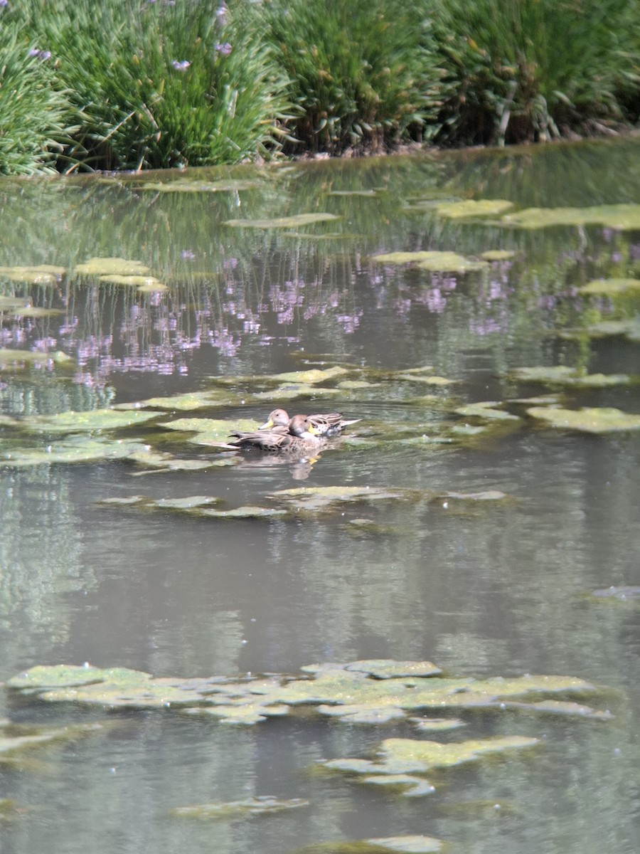 Шилохвіст жовтодзьобий - ML644809684