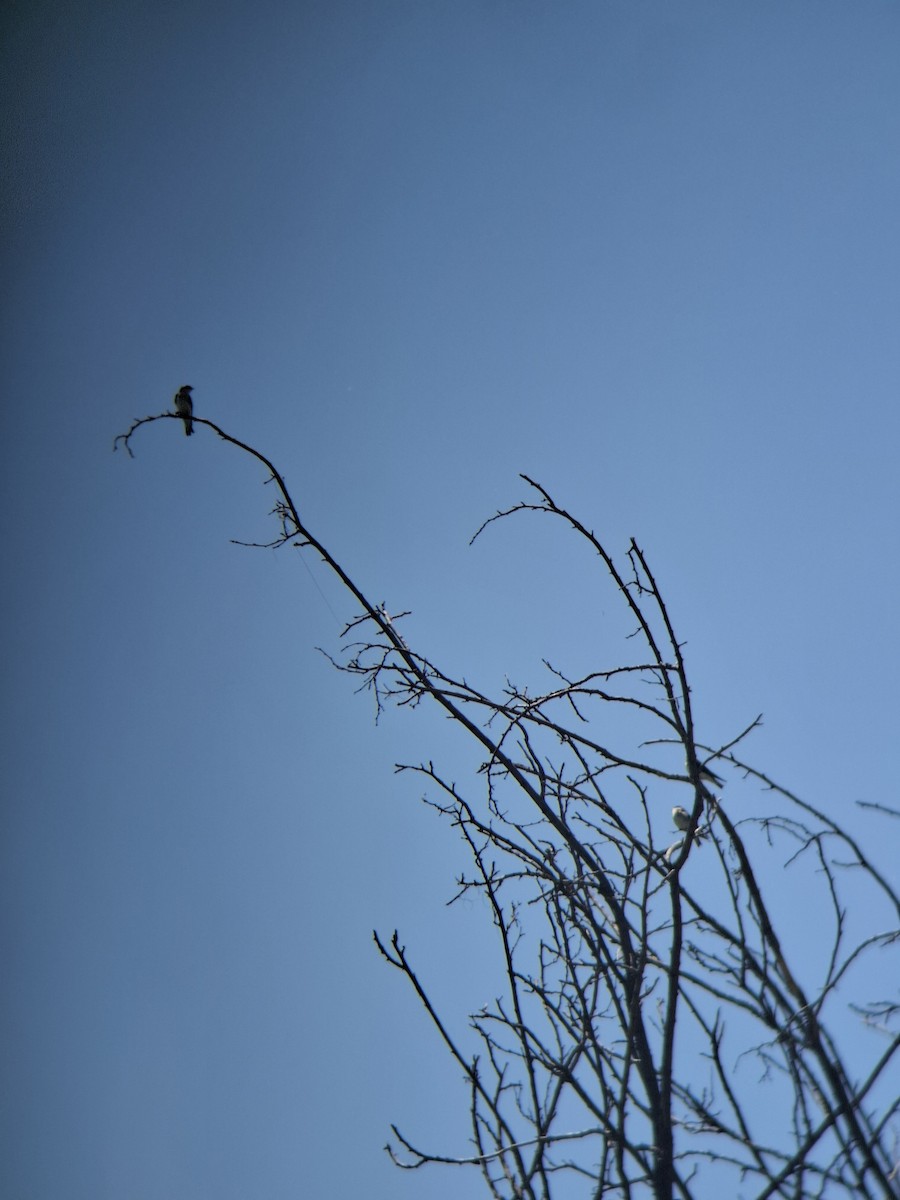 vlaštovka chilská - ML644809696